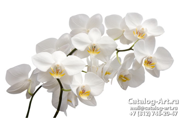 White orchids 9